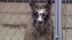 i spot this handsome guy with huge cock at the farm pickup