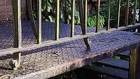 naughty girl enjoys wanking in full view on the balcony