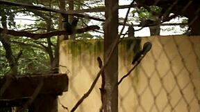 Afrika parkında turistlerin sertçe sikişini izledim