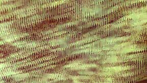 Beautiful Latina Babe Enjoys First Time Homemade Sex with Husband's Arrival Risk