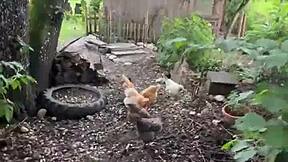 A Chicken Feeding Station How Cool Is That - Tattoos Tattedup Inkedgirl Inkedtattoo Inkedup Tattooart Inkedgirls