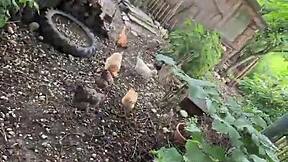 A Chicken Feeding Station How Cool Is That - Tattoos Tattedup Inkedgirl Inkedtattoo Inkedup Tattooart Inkedgirls