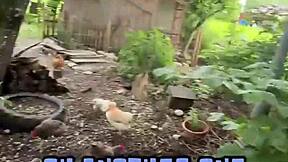 A Chicken Feeding Station How Cool Is That - Tattoos Tattedup Inkedgirl Inkedtattoo Inkedup Tattooart Inkedgirls