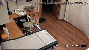 خنازير غينيا بشرية - فينيكس روز