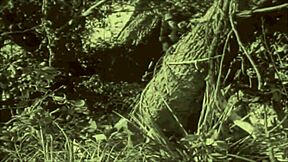 Dark lantern entertainment presents beauty and the beast