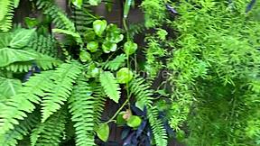 Casada Faz Anal Com Jardineiro E Pede Leitinho