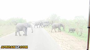 Ebony Babe's Perfect Tits And Ass Lead To Shuddering Self Cum