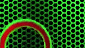 rome major pounds kaden kole's big ass then sperms it