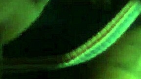 Big booty ebony teen bent over doggy