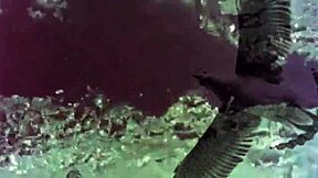 Vintage Women Bent Over For Wild Beaver Doggystyle Action