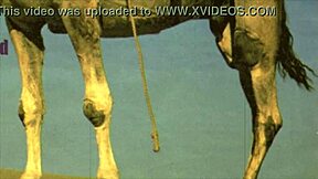 Vintage Women Bent Over For Wild Beaver Doggystyle Action