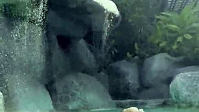 Monika Fox's Big Bikini Tits Tease Poolside Paradise