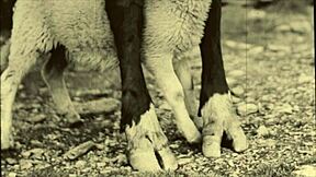 كس قديم يغري في مشهد ريترو خارجي